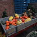 IMG_1584918
