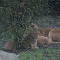 IMG_1592841