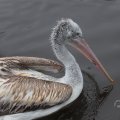 IMG_1592974