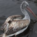 IMG_1592975