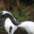 IMG_1592984