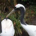IMG_1592985
