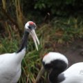 IMG_1592988