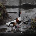 IMG_1593012