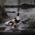 IMG_1593013