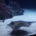 IMG_1593154