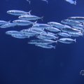 IMG_1593158