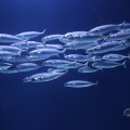 IMG_1593160