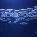IMG_1593161