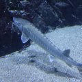 IMG_1593166