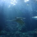 IMG_1593204