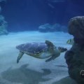 IMG_1593217