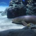 IMG_1593230