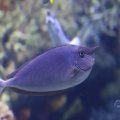 IMG_1593287