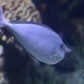 IMG_1593288