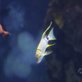 IMG_1593289