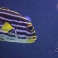 IMG_1593294