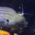 IMG_1593310