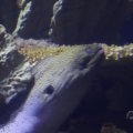 IMG_1593321