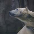 IMG_1593391
