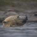IMG_1593395