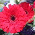 IMG_1618799