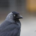 IMG_1629272