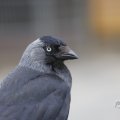 IMG_1629273
