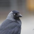 IMG_1629274