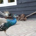 IMG_1629277