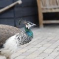 IMG_1629288