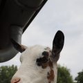 IMG_1629302