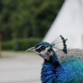 IMG_1629353