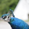 IMG_1629358