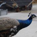 IMG_1629365