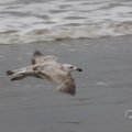 IMG_1629759