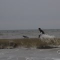 IMG_1629818