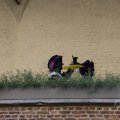 IMG_1631715