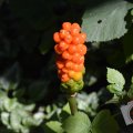 DSC018_23-08-2019