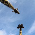 IMG_1679945