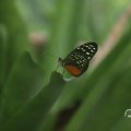 IMG_1680050