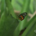 IMG_1680052