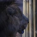 IMG_1680111