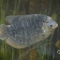 IMG_1680171