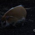 IMG_1680299