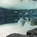 IMG_1680550