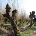 IMG_1684993