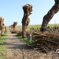 IMG_1685018