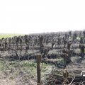 IMG_1685025