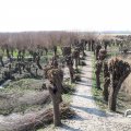 IMG_1685030